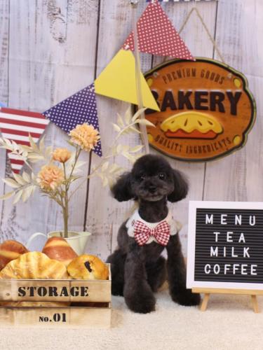 20240910ラテちゃん